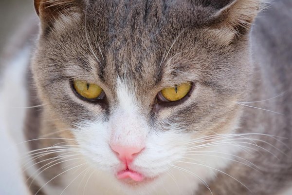 How are British Businesses Adapting to Post-Brexit Economic Challenges?